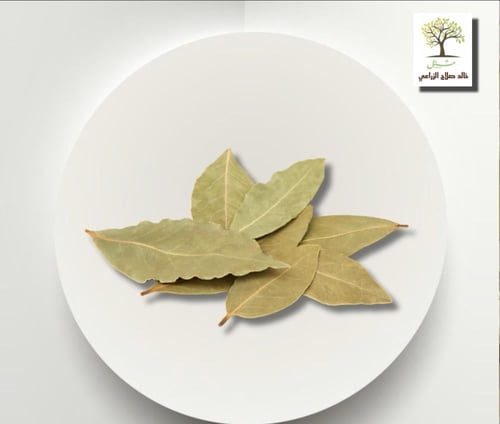 شتلات شجرة الغار - الرند