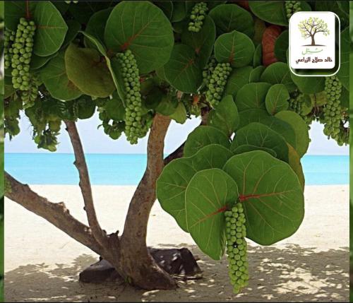 شتلات عنب البحر