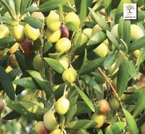 Olive saplings Arbosana- Arbosana - Arbesina (Arbo...