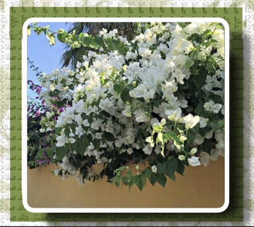 جهنميه ابيض