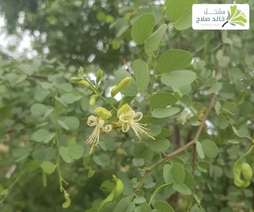 بذور شجرة الكَلْكَل بوهينيا روفيسين