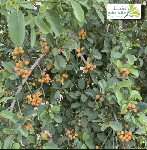 بذور شجرة البمبر البري - الإسحل