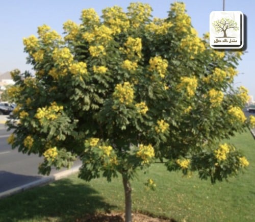 اكاسيا جلوكا