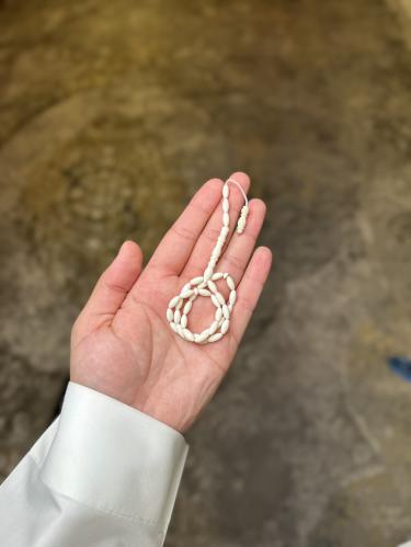 سبحة عظم أبل