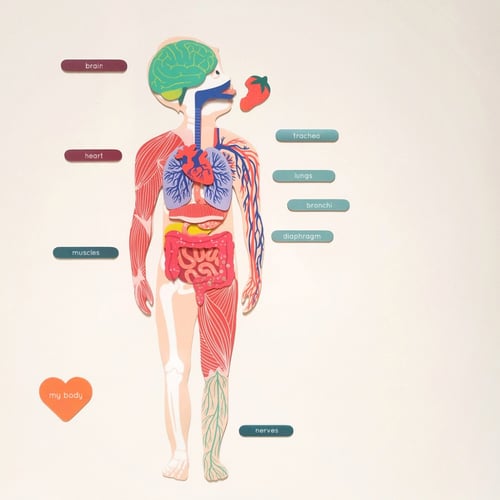 Human Body Magnets