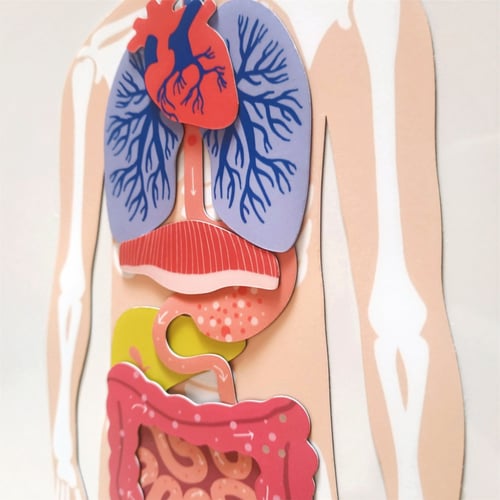 Human Body Magnets