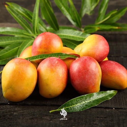 كرتون مانجو تومي