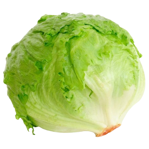 خس أمريكي مدور