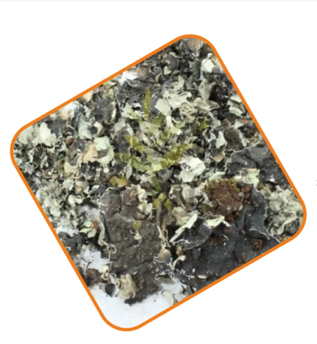 شيبة 1 كجم