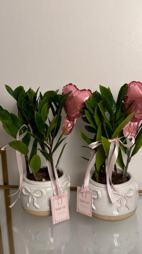 Zamia plant in a vase with white bows