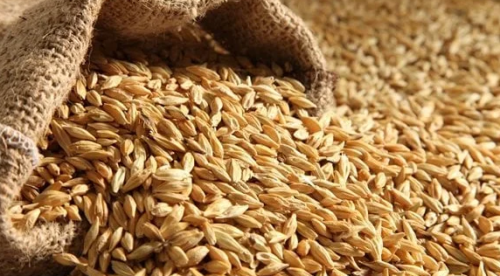 بذور شعير بلدي 1 كيلو - Barley