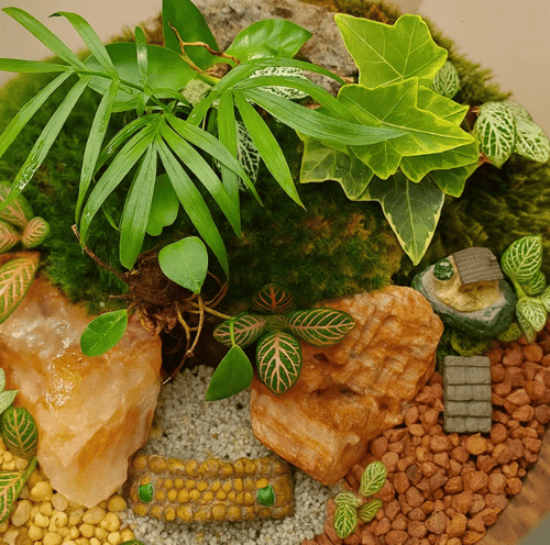 تيراريوم روح البونساي