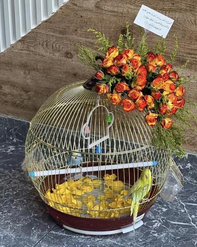ورد وعصافير الحب