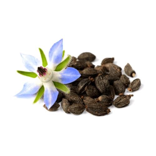 بذور البوراج ( لسان الثور )