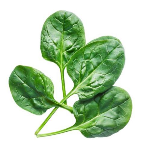 سبانخ مالابار الابيض