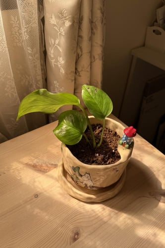 اصيص وادي الامان