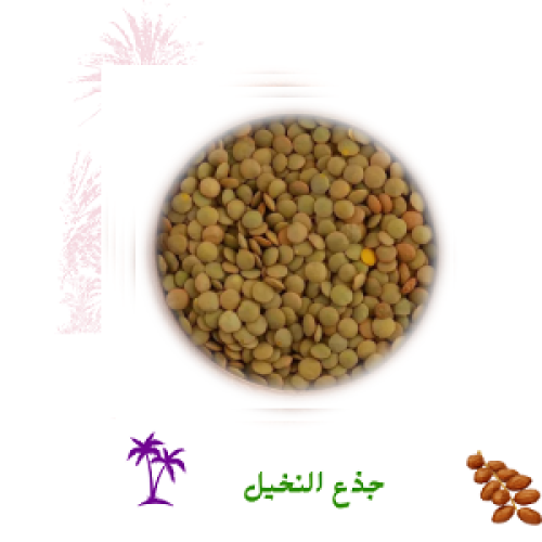 عدس اخضر 1 كيلو