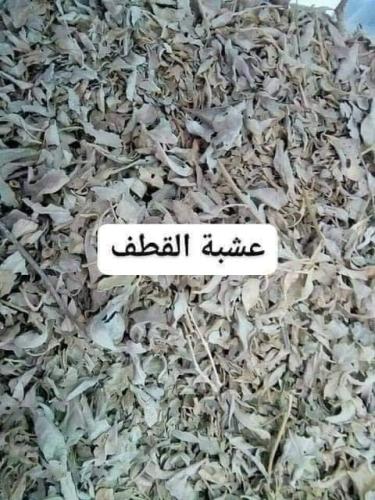 عشبة القطف المالح المغربي 50 جرام