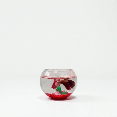 fishbowl