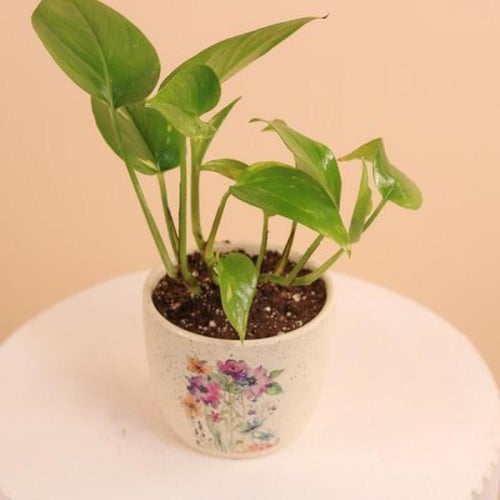 بوتس نسمات الأزهار