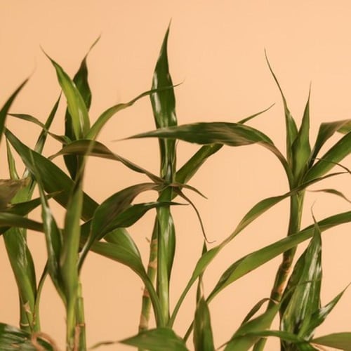 توزيعات بامبو وشوكولاتة