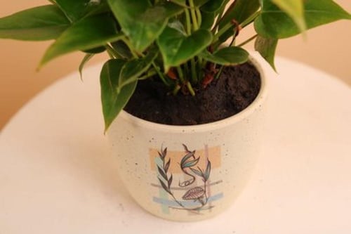 أناقة الأحمر