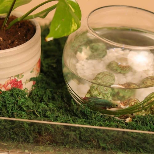 تنسيق بوتس مع سمك الزينة