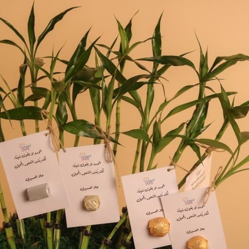 توزيعات بامبو وشوكولاتة