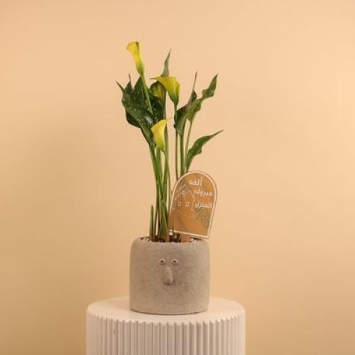 زنبق التهاني