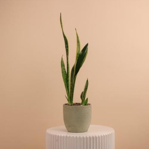 سنسيفيريا الأناقة