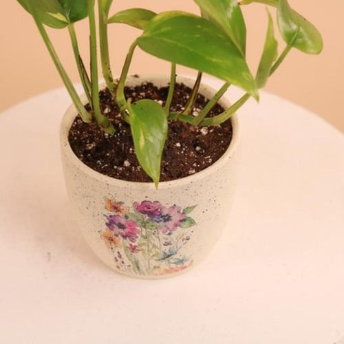 بوتس نسمات الأزهار