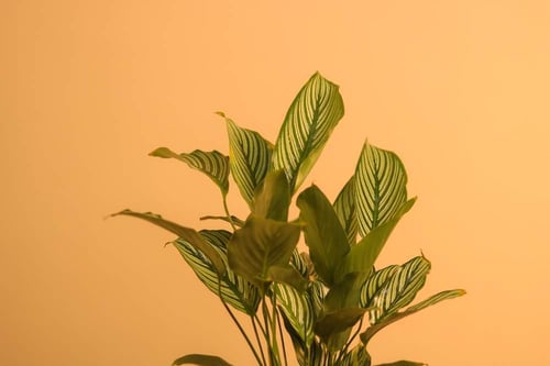 كالاتيا أورناتا