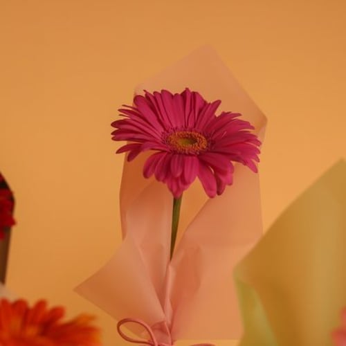 توزيعة جربيرا مع شكولاتة