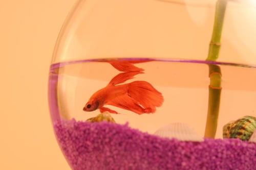 عالم الباندا الصغير