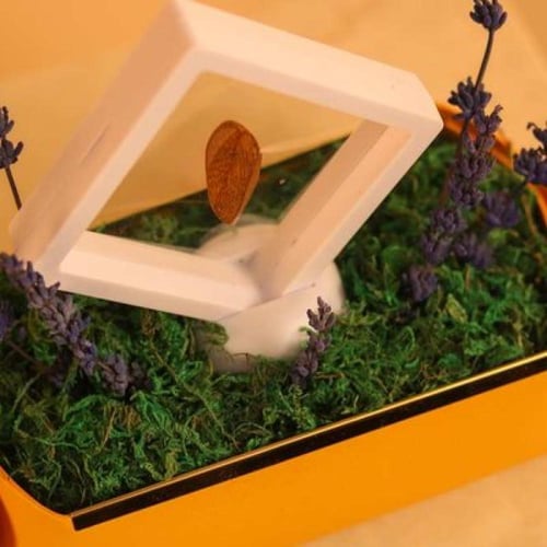 توزيعة عود مع لافندر