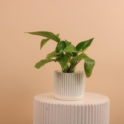 بوتس خطوط الأناقة