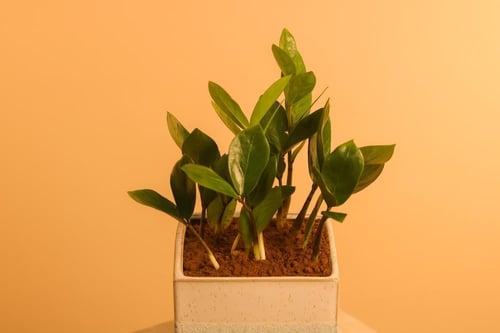 نبتة زاميا طبيعية في أصيص رخامي أنيق