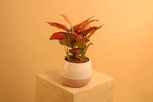 نبتة أغلاونيما