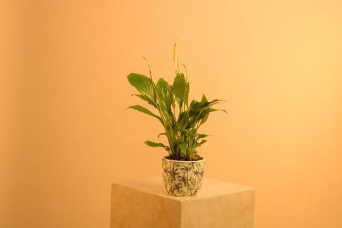 نبتة سباثيفيلوم (Peace Lily)