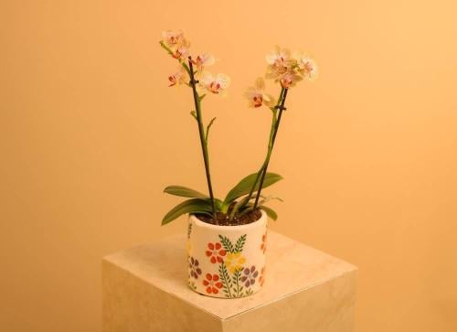 أوركيد فالينوبسيس