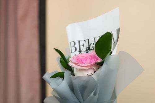 وردة الجيبسو