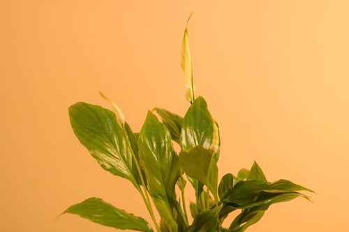 نبتة سباثيفيلوم (Peace Lily)