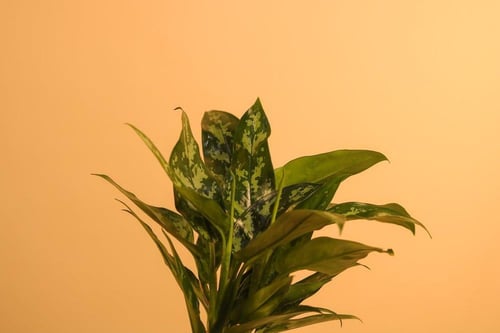 نبتة أغلاونيما