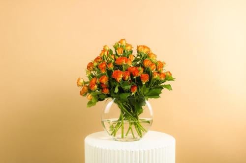 فازه ورد بيبي روز اورنج