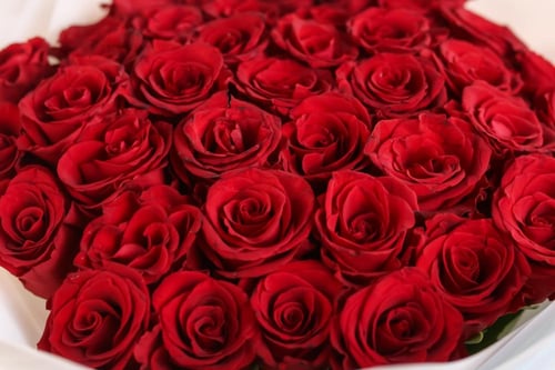 باقة الروز الأحمر