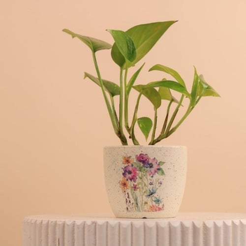 بوتس نسمات الأزهار