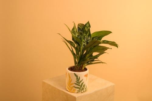 نبتة أغلاونيما