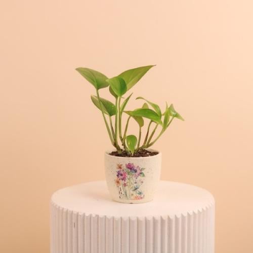 بوتس نسمات الأزهار