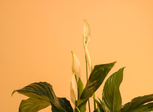 نبتة سباثيفيليم طبيعية