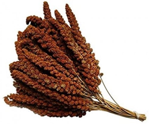 عناقيد الدخن الاحمر ( ملت) Millet